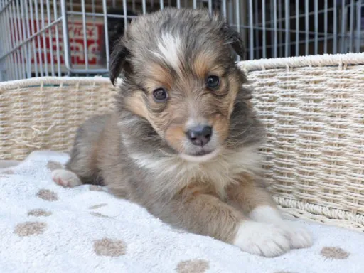 シェットランド・シープドッグの子犬販売