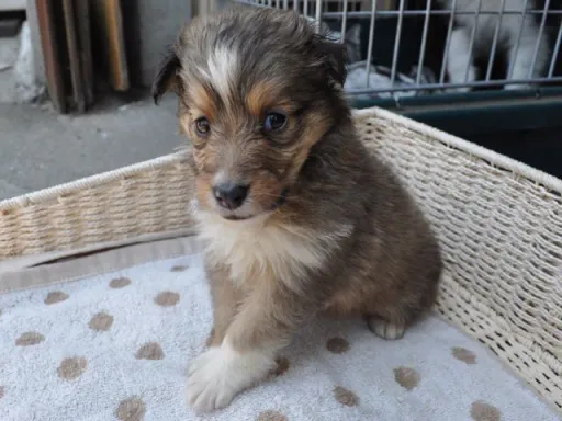 シェットランド・シープドッグの子犬販売