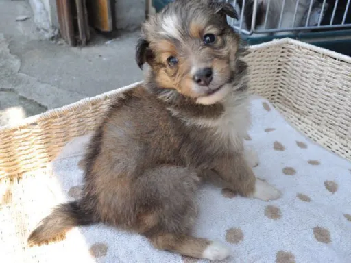 シェットランド・シープドッグの子犬販売