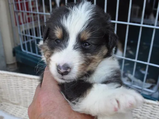 シェットランド・シープドッグの子犬販売