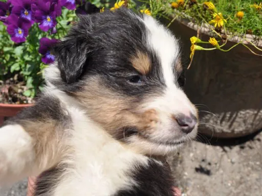 シェットランド・シープドッグの子犬販売