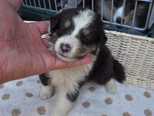 シェットランド・シープドッグの子犬販売