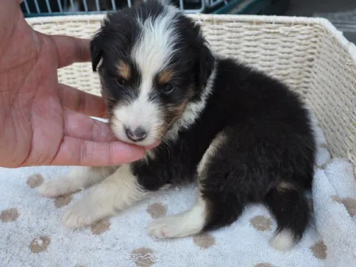 シェットランド・シープドッグの子犬販売