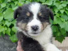 シェットランド・シープドッグ