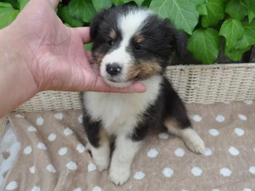 シェットランド・シープドッグのサムネイル画像2