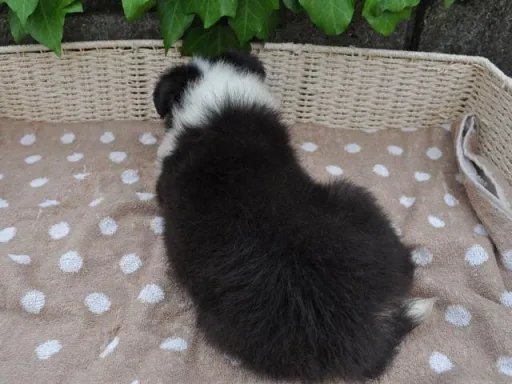 シェットランド・シープドッグのサムネイル画像6