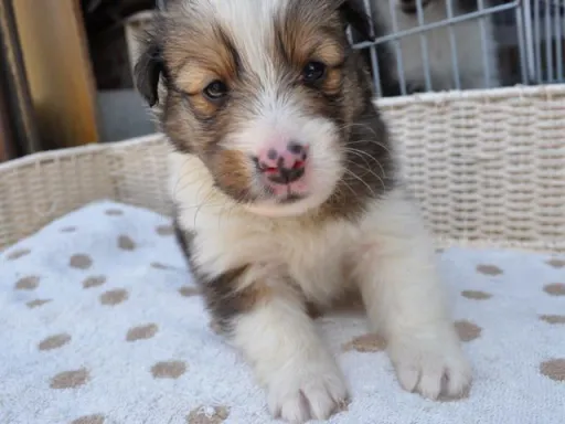 シェットランド・シープドッグの子犬販売
