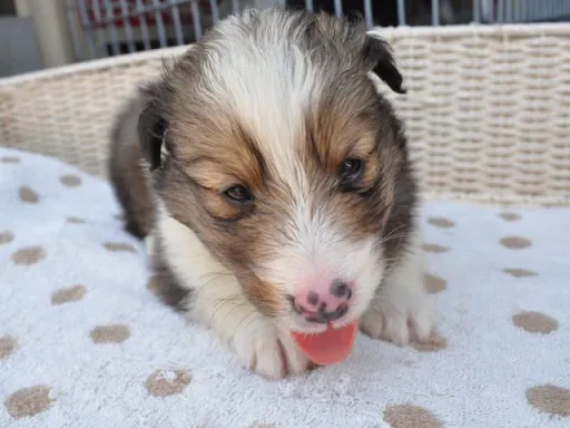 シェットランド・シープドッグの子犬販売