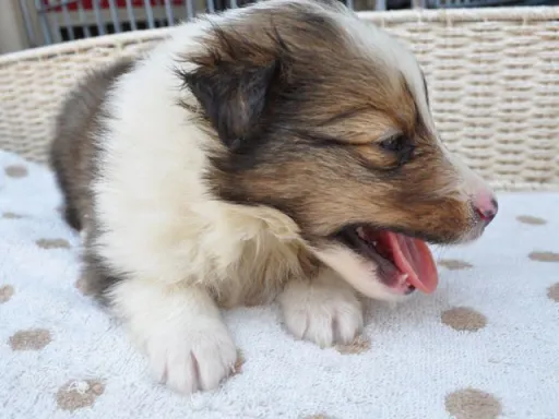 シェットランド・シープドッグの子犬販売