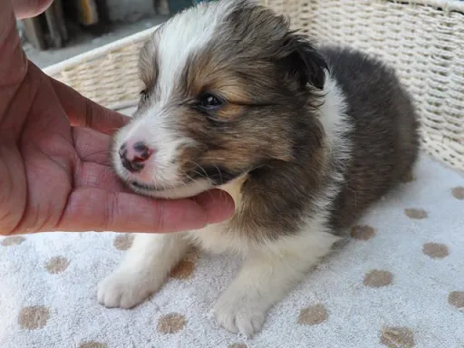 シェットランド・シープドッグの子犬販売
