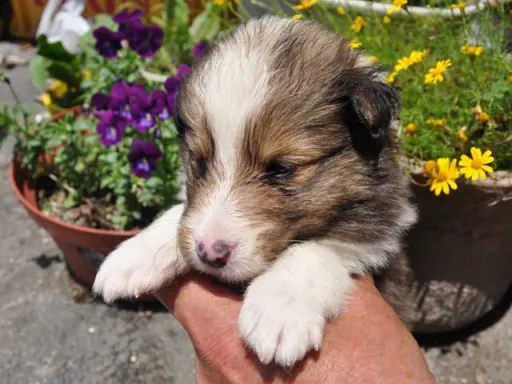 シェットランド・シープドッグの子犬販売