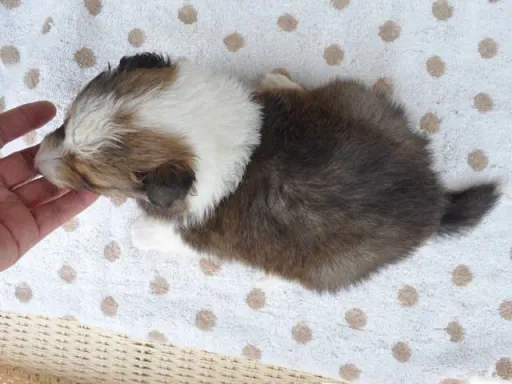 シェットランド・シープドッグの子犬販売
