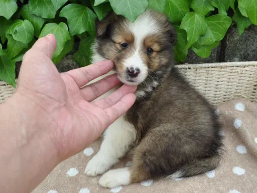 シェットランド・シープドッグの子犬販売