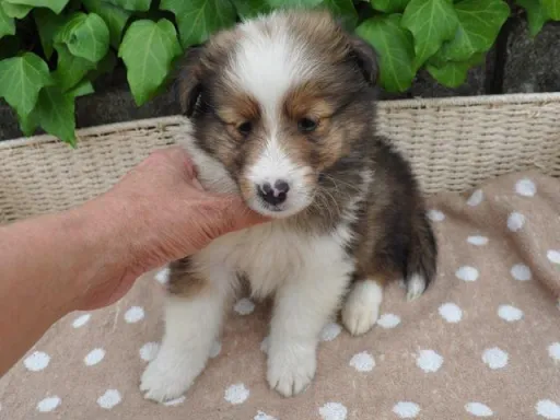 シェットランド・シープドッグの子犬販売