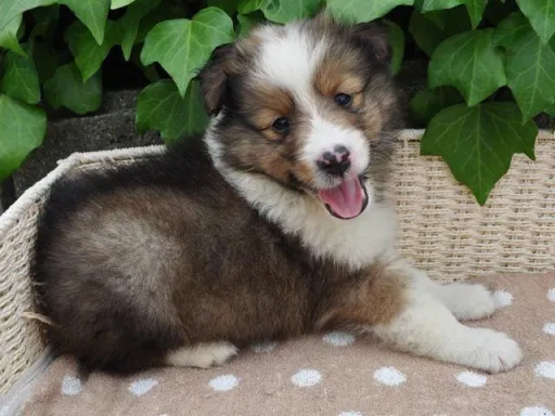 シェットランド・シープドッグの子犬販売