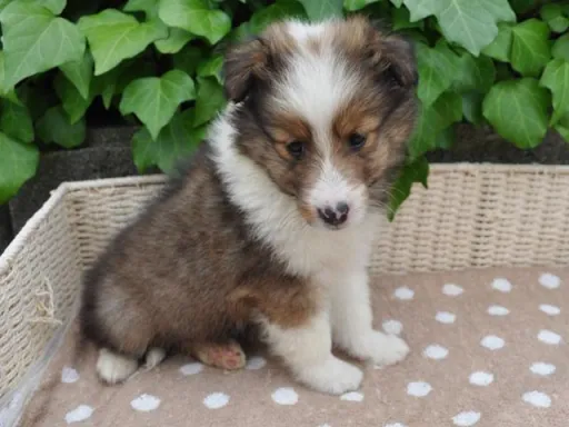 シェットランド・シープドッグの子犬販売