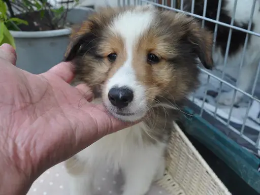 シェットランド・シープドッグの子犬販売