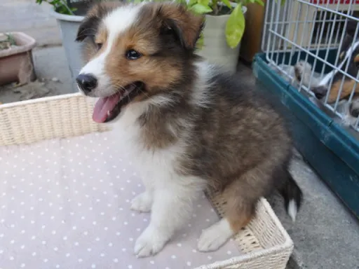 シェットランド・シープドッグのサムネイル画像4