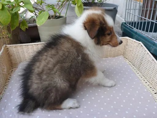 シェットランド・シープドッグのサムネイル画像6