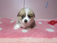 ウェルシュ・コーギー・ペンブローク