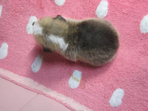 ウェルシュ・コーギー・ペンブロークのサムネイル画像6