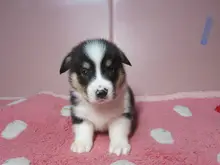 ウェルシュ・コーギー・ペンブローク