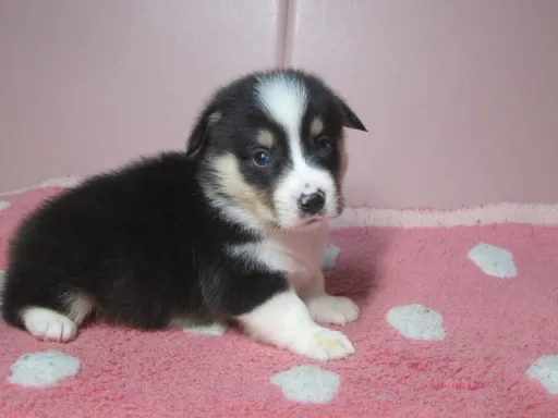 ウェルシュ・コーギー・ペンブロークのサムネイル画像4