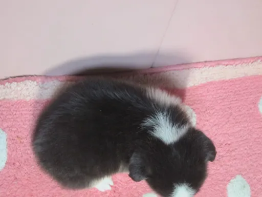 ウェルシュ・コーギー・ペンブロークのサムネイル画像6