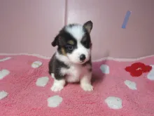 ウェルシュ・コーギー・ペンブローク