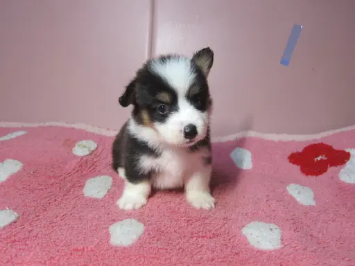 ウェルシュ・コーギー・ペンブロークの子犬販売