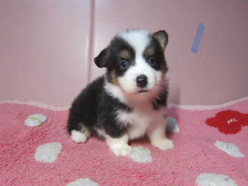 ウェルシュ・コーギー・ペンブロークのサムネイル画像4