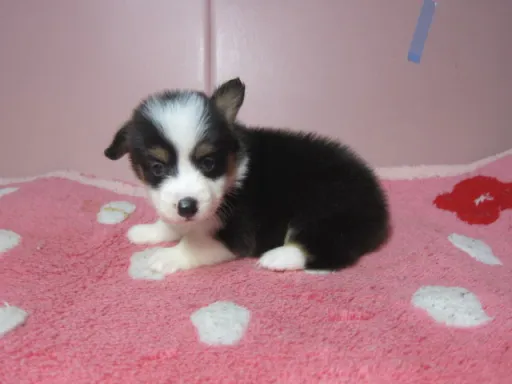 ウェルシュ・コーギー・ペンブロークのサムネイル画像5