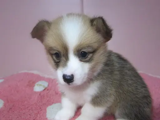 ウェルシュ・コーギー・ペンブロークの子犬販売