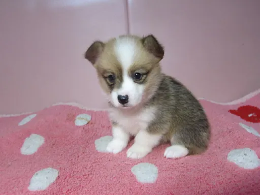 ウェルシュ・コーギー・ペンブロークのサムネイル画像2