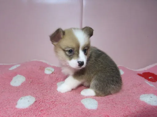 ウェルシュ・コーギー・ペンブロークのサムネイル画像5