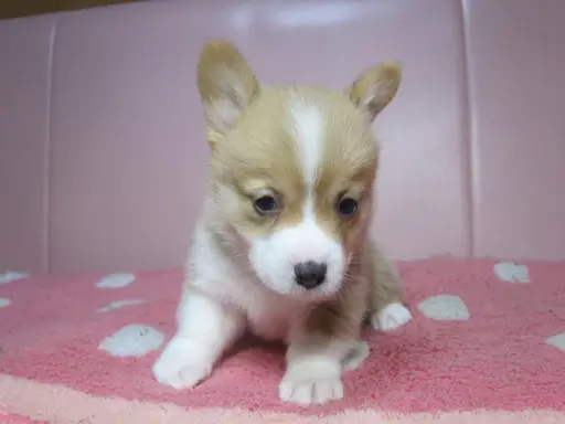 ウェルシュ・コーギー・ペンブロークの子犬販売