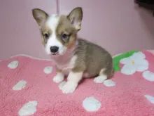 ウェルシュ・コーギー・ペンブローク