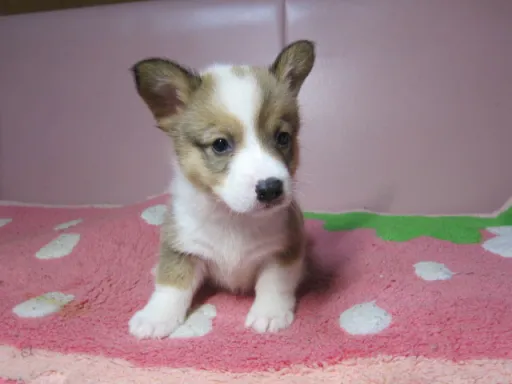 ウェルシュ・コーギー・ペンブロークのサムネイル画像3