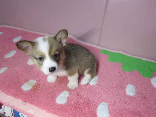 ウェルシュ・コーギー・ペンブロークのサムネイル画像5