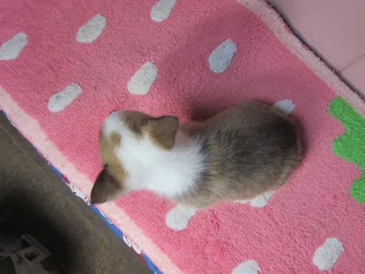 ウェルシュ・コーギー・ペンブロークのサムネイル画像6