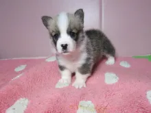 ウェルシュ・コーギー・ペンブローク