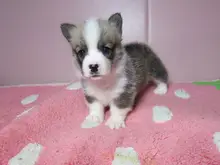 ウェルシュ・コーギー・ペンブローク