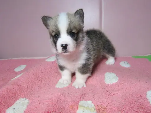 ウェルシュ・コーギー・ペンブロークの子犬販売