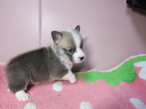 ウェルシュ・コーギー・ペンブロークのサムネイル画像4