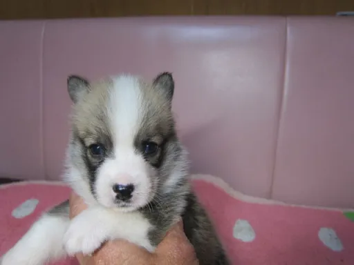 ウェルシュ・コーギー・ペンブロークのサムネイル画像5