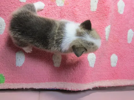 ウェルシュ・コーギー・ペンブロークのサムネイル画像6