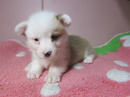 ウェルシュ・コーギー・ペンブロークの子犬販売