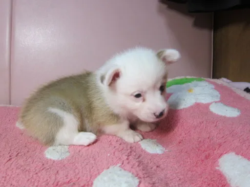 ウェルシュ・コーギー・ペンブロークのサムネイル画像2