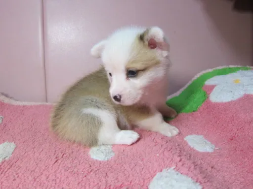 ウェルシュ・コーギー・ペンブロークのサムネイル画像4