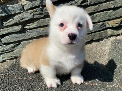 ウェルシュ・コーギー・ペンブロークの子犬販売